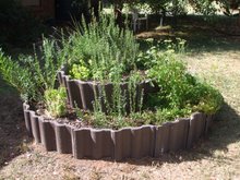 Herb Spiral - The following spring 